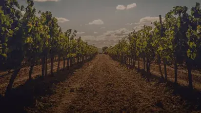 Un Ribera de Duero con un carácter indómito